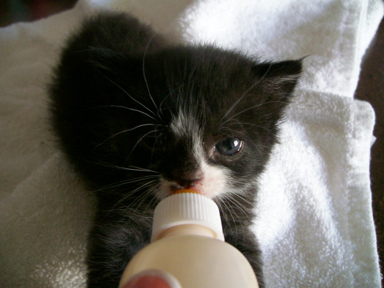 bottle feeding kitten