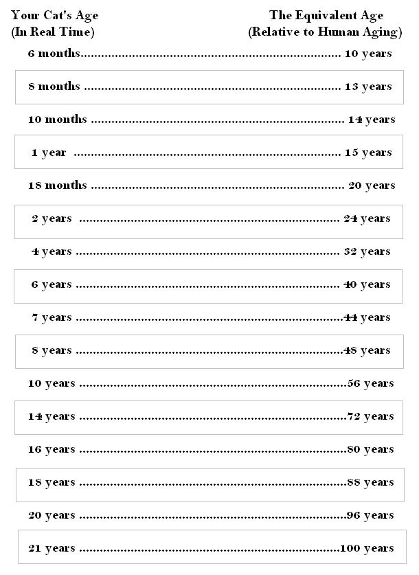 cat age chart