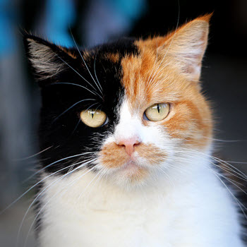 Calico