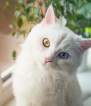 White cat with blue and green eye