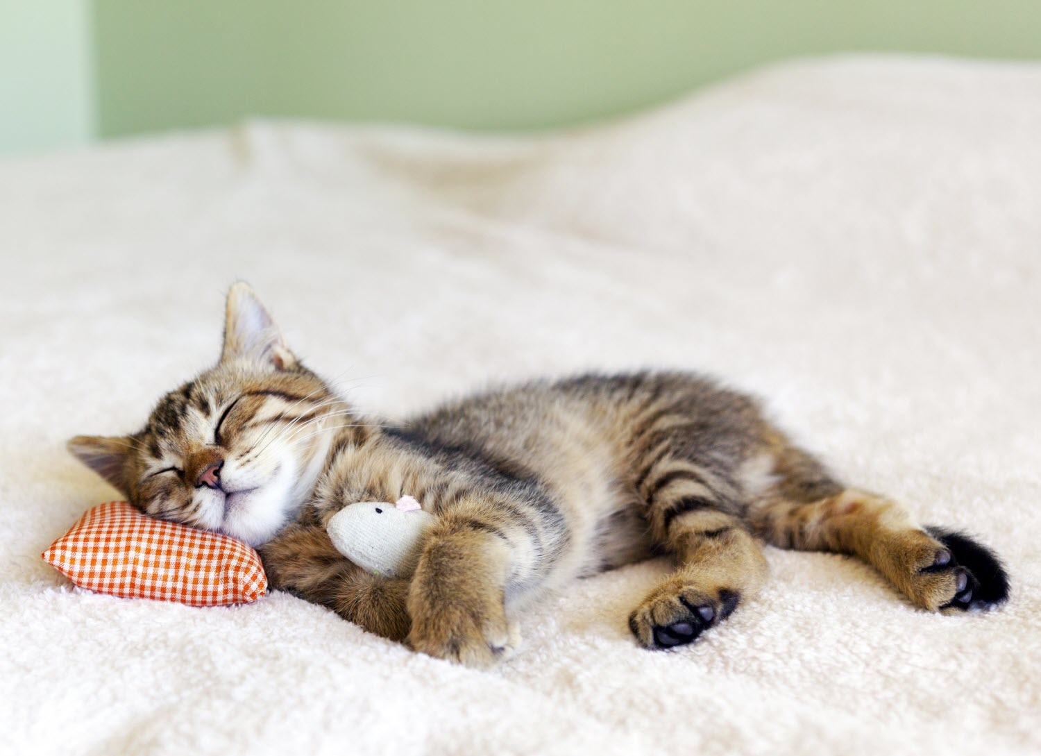 Cat snuggling
