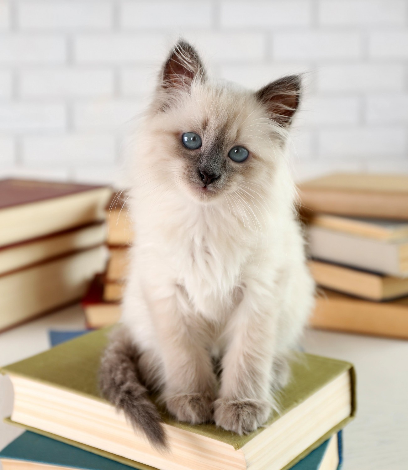 Cat sitting on books