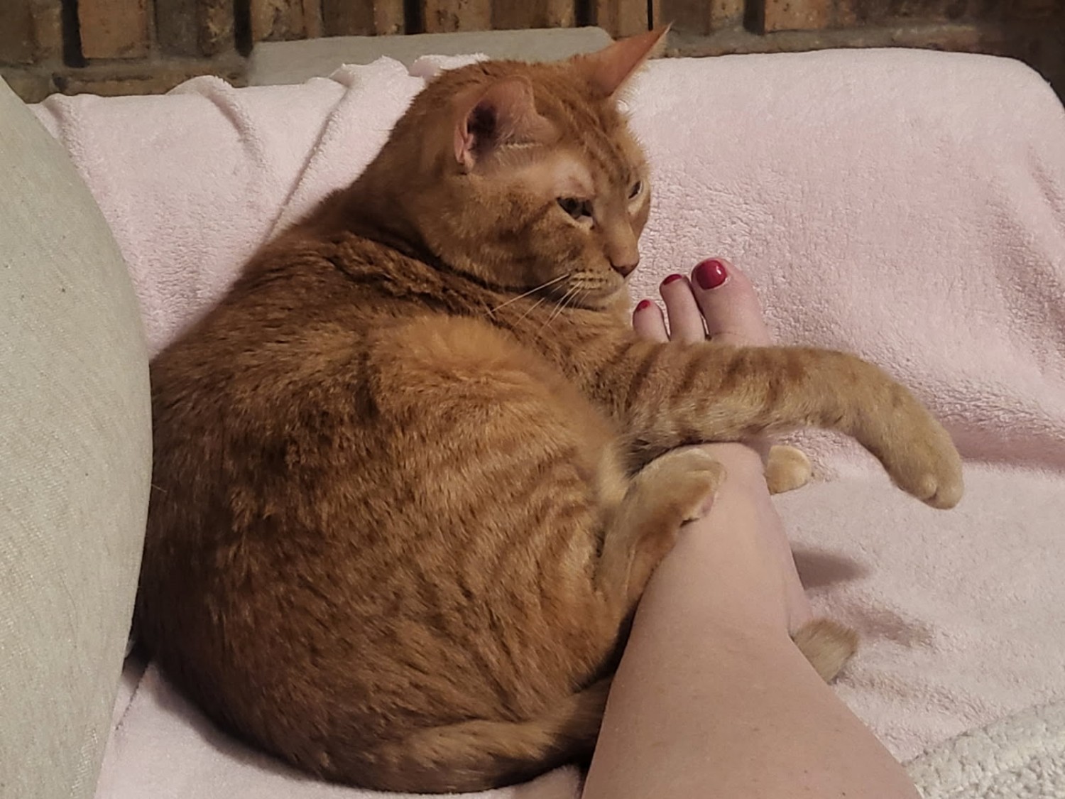 Munchkin Memorial Munchkin Memorial