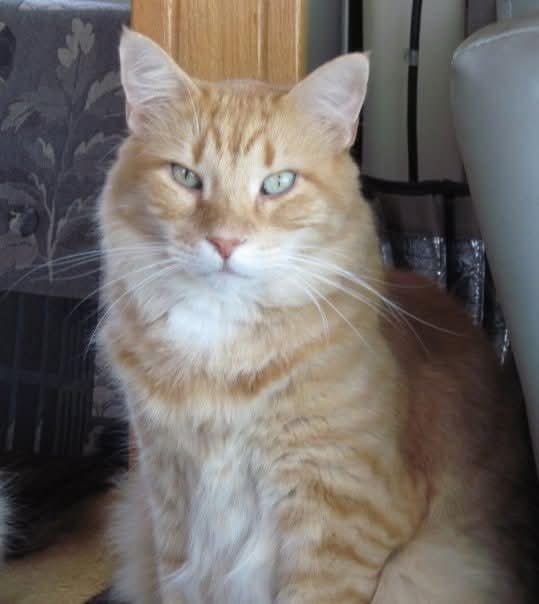 Pet's Memorial Image