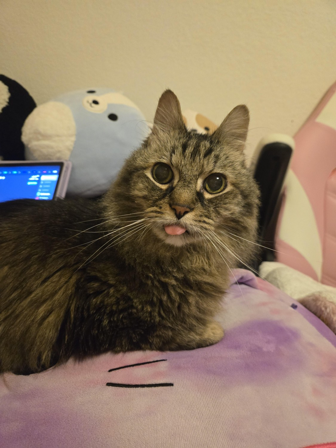 Whiskers S Memorial
