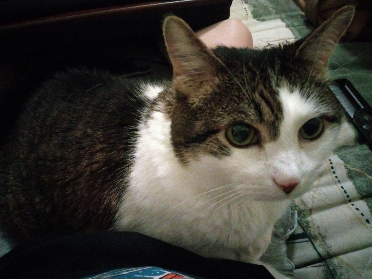 Whisp-Purr Memorial