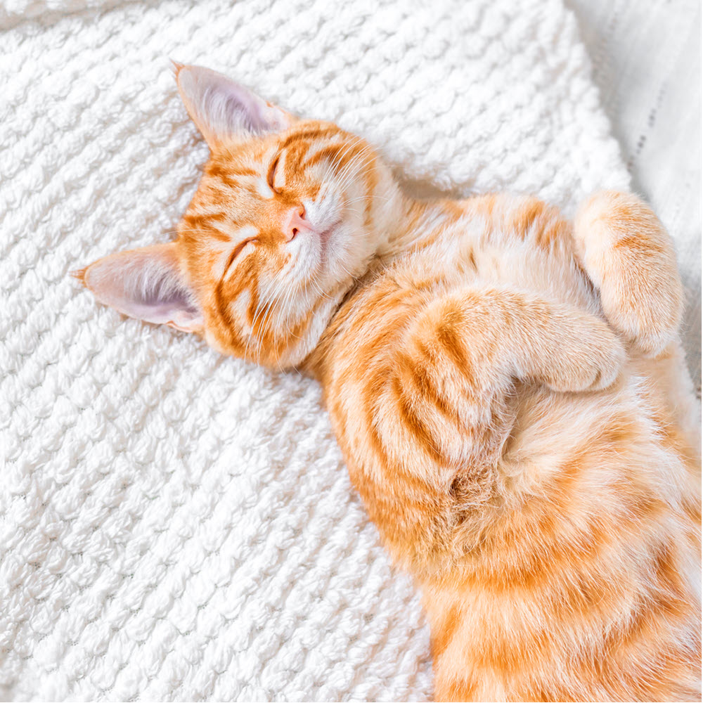 Smiling Cat