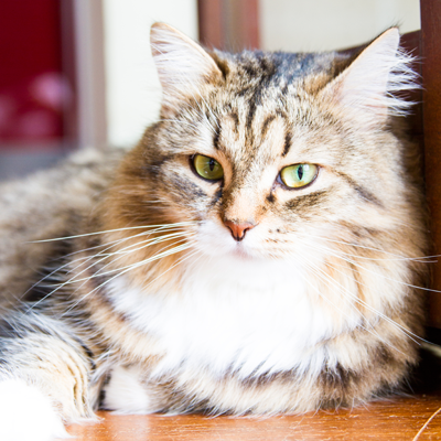 Tabby