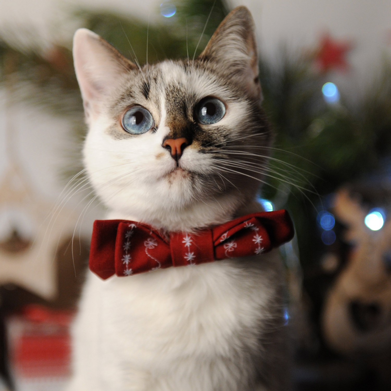Cat with Bow Tie