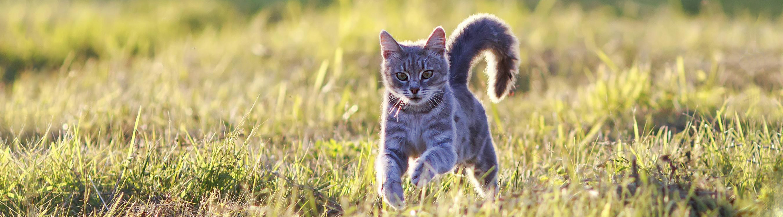 Cat running in grass