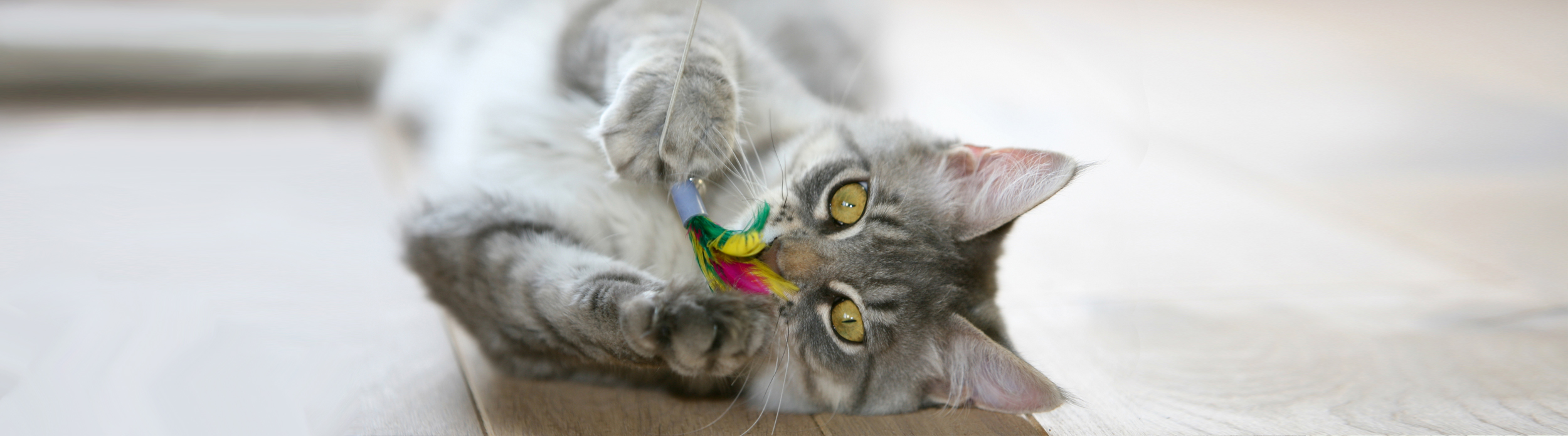 Playing Kitten